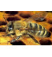 Ana Arı Satışı - Ana Arı Çeşitleri - Ana Arı Fiyatları