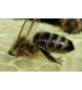 Ana Arı Satışı - Ana Arı Çeşitleri - Ana Arı Fiyatları